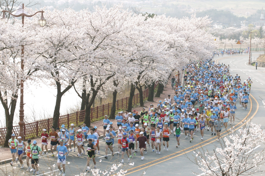 경주 벚꽃 마라톤 사진