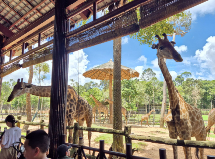 빈펄사파리 기린투어 사진